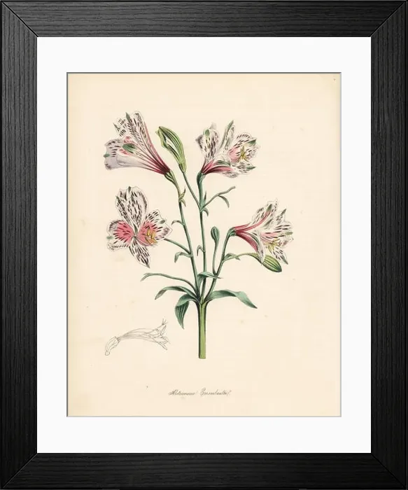 Framed Print : Peruvian lily or Errembault's alstroemeria, Alstroemeria errembaultii Framed Print : Peruvian lily or Errembault's alstroemeria, Alstroemeria errembaultii