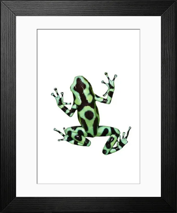 Framed Print : Green and black poison dart frog (Dendrobates auratus) isolated on white background, clipping path included Framed Print : Green and black poison dart frog (Dendrobates auratus) isolated on white background, clipping path included