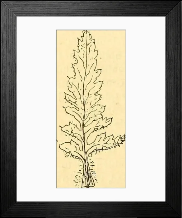 Framed Print : Boletín de la Sociedad Ibérica de Ciencias Naturales Framed Print : Boletín de la Sociedad Ibérica de Ciencias Naturales