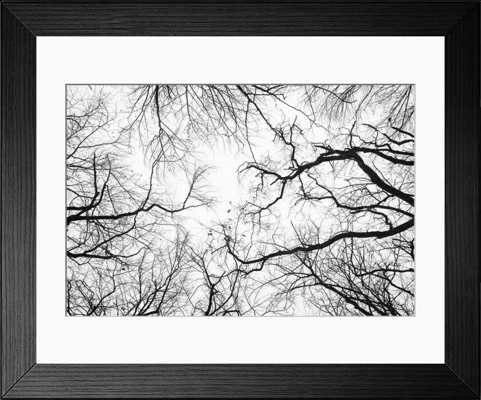 Framed Print : Looking up at trees in a cold season forest Framed Print : Looking up at trees in a cold season forest