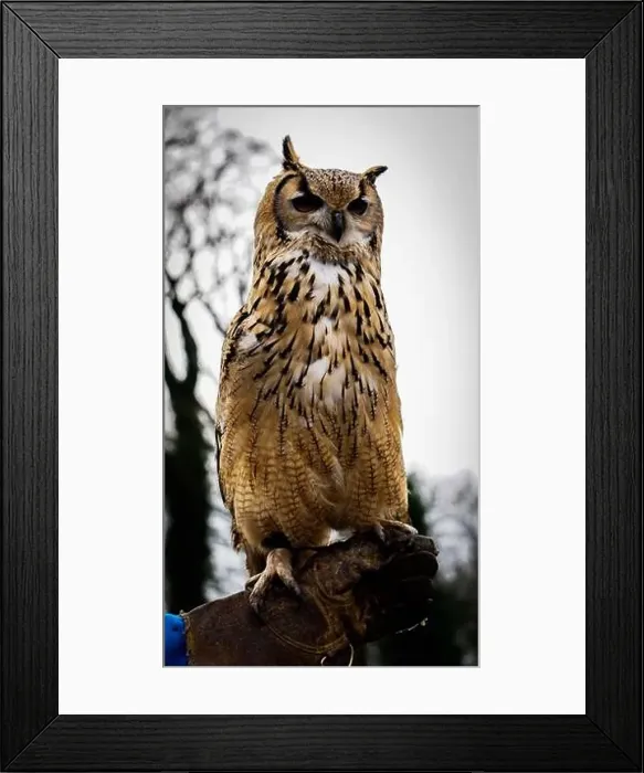 Framed Print : A magnificent Owl perches upon a mans hand. This image displays the beauty of Owls Framed Print : A magnificent Owl perches upon a mans hand. This image displays the beauty of Owls