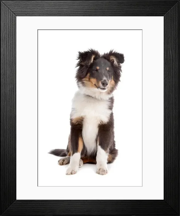 Framed Print : home animals Framed Print : home animals