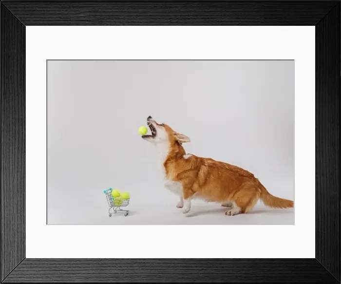 Framed Print : Corgi dog jumping to catch a tennis ball with shopping cart full of tennis balls Framed Print : Corgi dog jumping to catch a tennis ball with shopping cart full of tennis balls