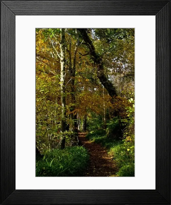 Framed Print : Woodland leading up to the Big Burn in Golspie, Sutherland in the Highlands of Scotland. Taken on a sunny Autumn day Framed Print : Woodland leading up to the Big Burn in Golspie, Sutherland in the Highlands of Scotland. Taken on a sunny Autumn day