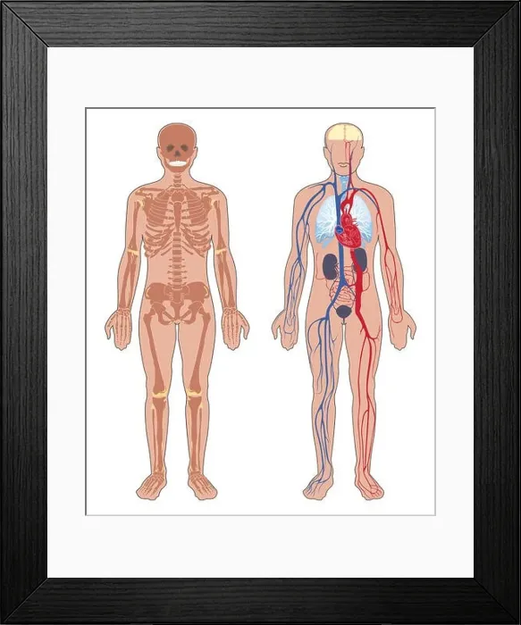 Framed Print : Human anatomy. Set of vector illustration isolated on white background Framed Print : Human anatomy. Set of vector illustration isolated on white background