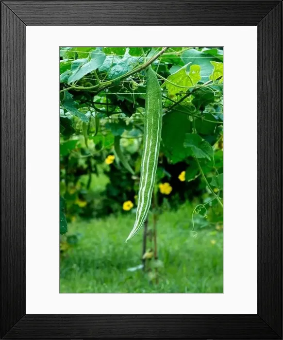 Framed Print : snake gourd hanging on vine Framed Print : snake gourd hanging on vine