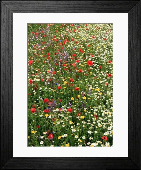 Framed Print : Poppy, daisy, cornflower, wild flowers, wildflower garden, border, colourful Framed Print : Poppy, daisy, cornflower, wild flowers, wildflower garden, border, colourful