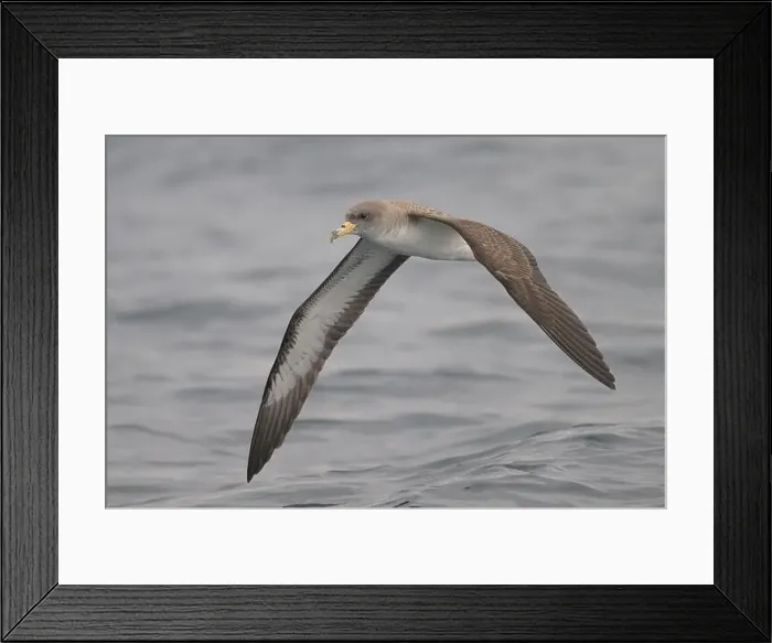 Framed Print : Cory's shearwater (Calonectris borealis), flying, with the sea as background Framed Print : Cory's shearwater (Calonectris borealis), flying, with the sea as background