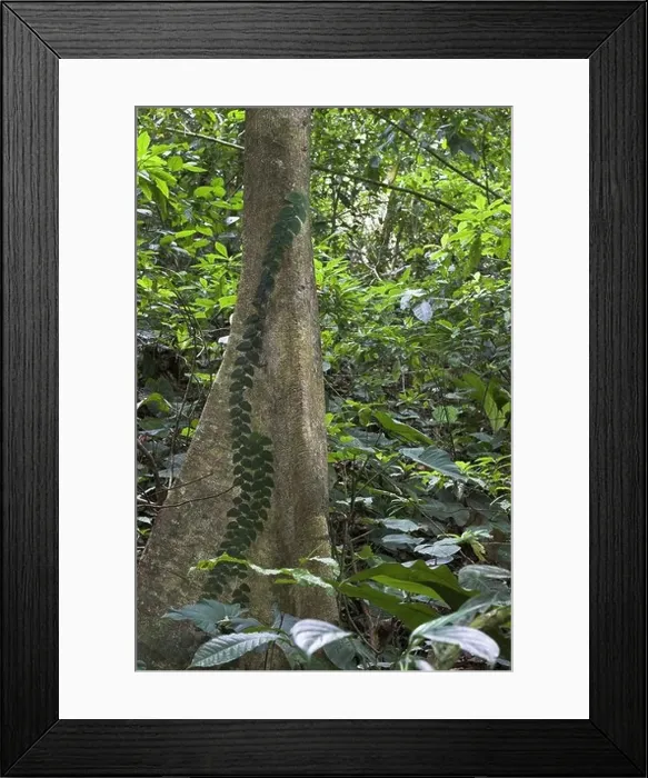 Framed Print : Jungle vegetation plants tropical log climbing plant Costa Rica Puntarenas can Brazos Corcovado national-park Framed Print : Jungle vegetation plants tropical log climbing plant Costa Rica Puntarenas can Brazos Corcovado national-park