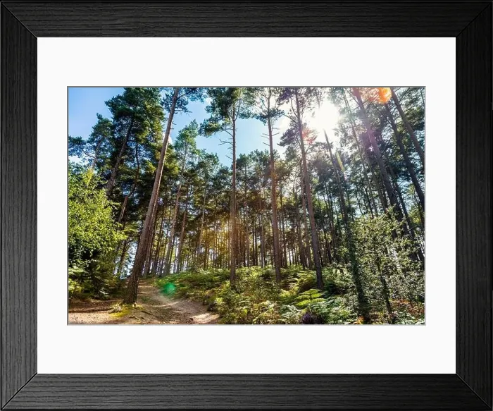 Framed Print : Trees and ferns of Bourne Woods in Surrey, England Framed Print : Trees and ferns of Bourne Woods in Surrey, England
