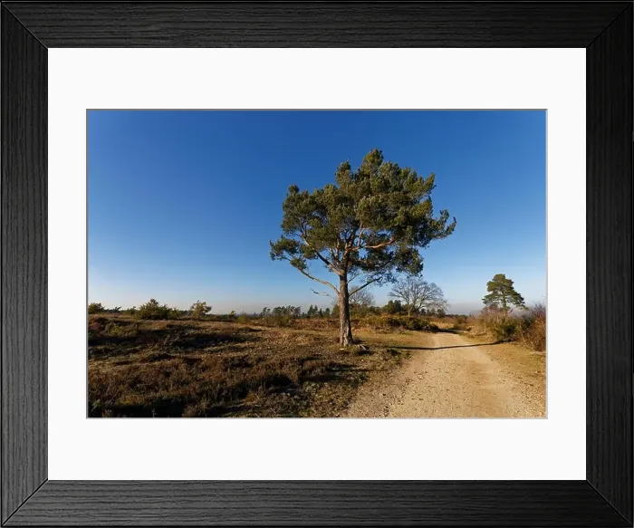 Framed Print : Lone pine tree on Caesar's Camp an Iron Age hill fort straddling the border of the counties of Surrey Framed Print : Lone pine tree on Caesar's Camp an Iron Age hill fort straddling the border of the counties of Surrey