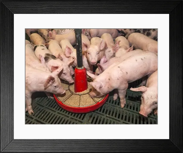Framed Print : Industrial pork production in Guipel (Brittany, north-western France). Piglets after weaning Framed Print : Industrial pork production in Guipel (Brittany, north-western France). Piglets after weaning