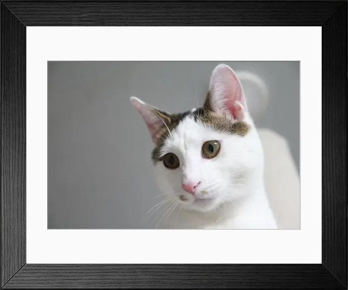 Framed Print : Cat's daily life at home