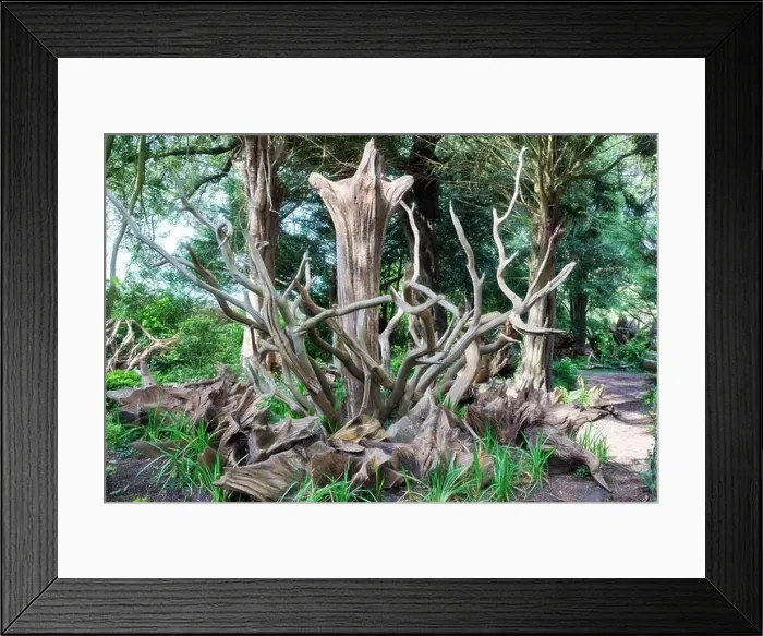 Framed Print : Enchanting tree stumpery in a formal English garden Framed Print : Enchanting tree stumpery in a formal English garden