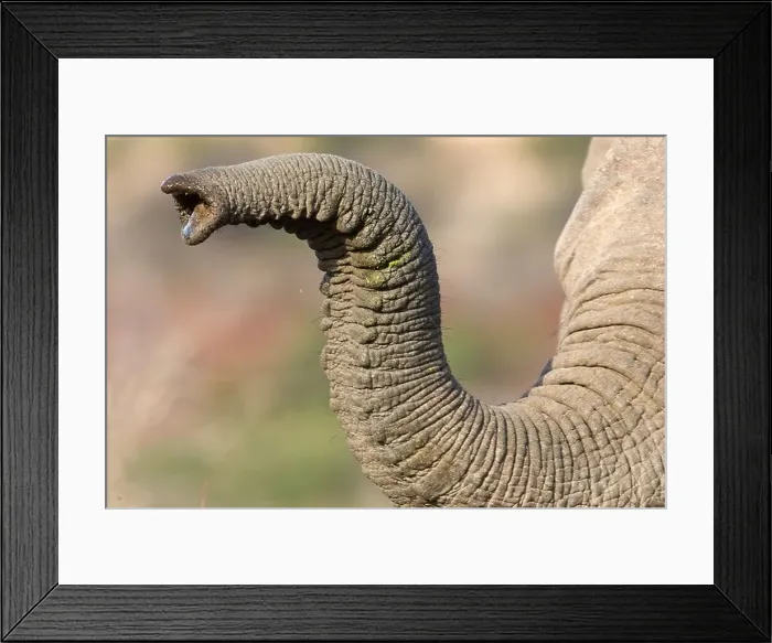Framed Print : Close up of elephant's trunk Framed Print : Close up of elephant's trunk