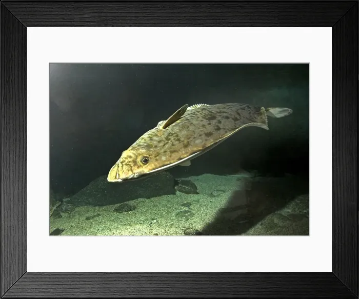 Framed Print : Atlantic halibut (Hippoglossus hippoglossus), single individual Framed Print : Atlantic halibut (Hippoglossus hippoglossus), single individual