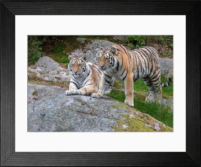 Framed Print : Amur Tigers Framed Print : Amur Tigers