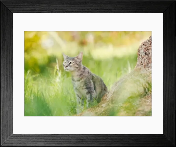 Framed Print : Cat in nature. Grey tabby cat with his ear tip cut off sniffs the air in a park. Airy, dreamy, light image