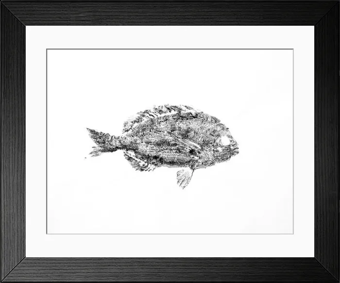 Framed Print : Gyotaku print of kurodai fish made with black ink on white background Framed Print : Gyotaku print of kurodai fish made with black ink on white background
