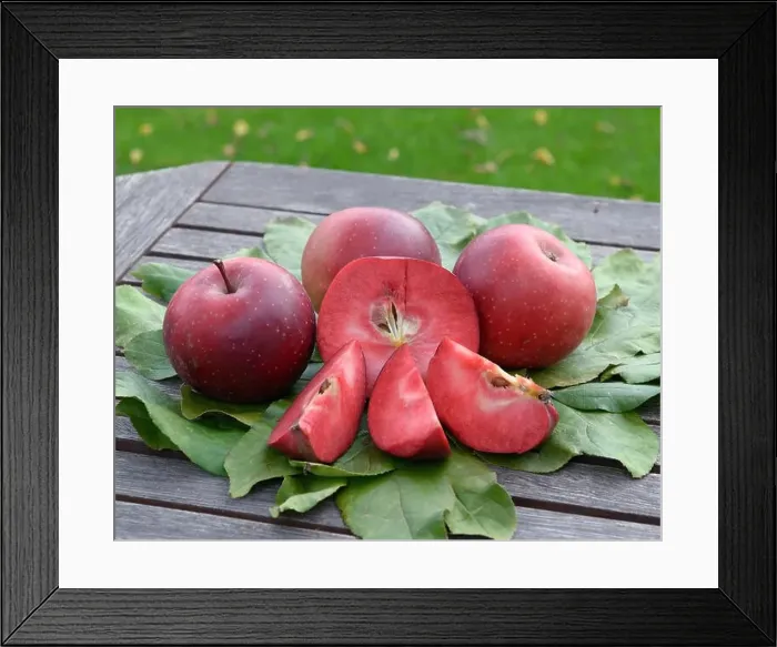 Framed Print : Apple (Malus Domestica) baya Marisa, Apfel (Malus domestica Baya Marisa) Framed Print : Apple (Malus Domestica) baya Marisa, Apfel (Malus domestica Baya Marisa)