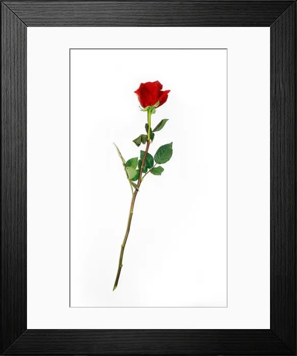 Framed Print : Beautiful Bud of Red Rose on Long Stem Framed Print : Beautiful Bud of Red Rose on Long Stem