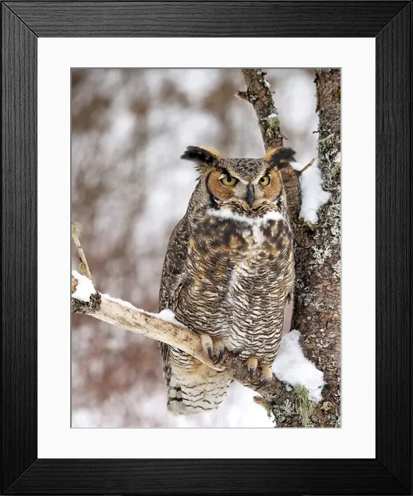 Framed Print : Full body shot of a Great Horned Owl perched in a snow covered tree Framed Print : Full body shot of a Great Horned Owl perched in a snow covered tree