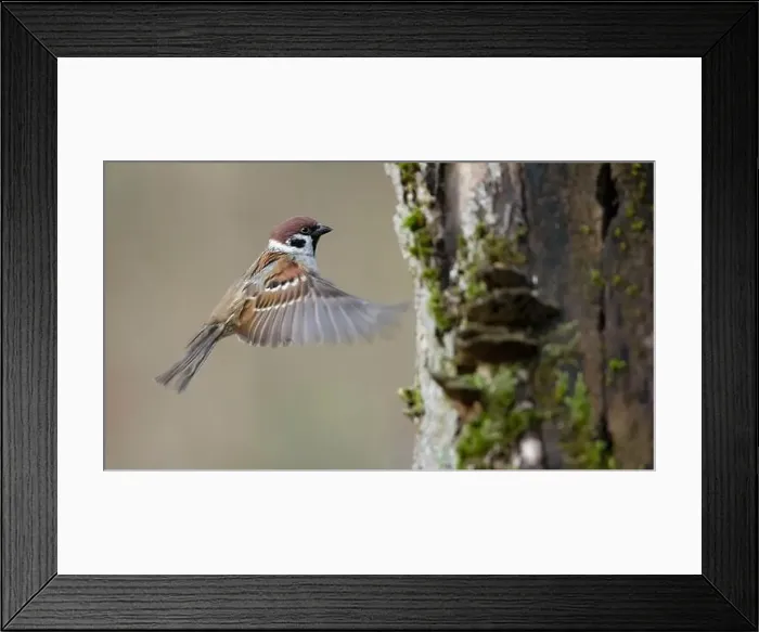 Framed Print : Eurasian tree sparrow (Passer montanus), in flight, Germany, Bavaria Framed Print : Eurasian tree sparrow (Passer montanus), in flight, Germany, Bavaria