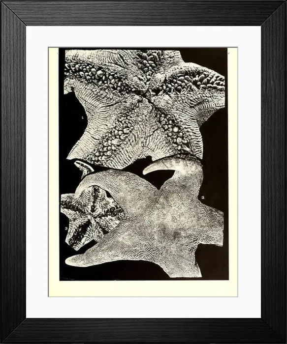 Framed Print : Echinodermata asteroidea. Australasian Antarctic Expedition (1911-1914); Starfishes; Echinodermata Framed Print : Echinodermata asteroidea. Australasian Antarctic Expedition (1911-1914); Starfishes; Echinodermata