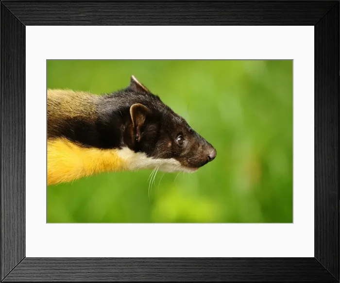 Framed Print : Yellow-throated marten, Kharza (Martes flavigula), portrait