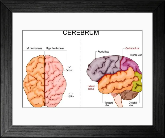 Framed Print : Human brain structure. Hemispheres and lobes of the cerebral cortex Framed Print : Human brain structure. Hemispheres and lobes of the cerebral cortex