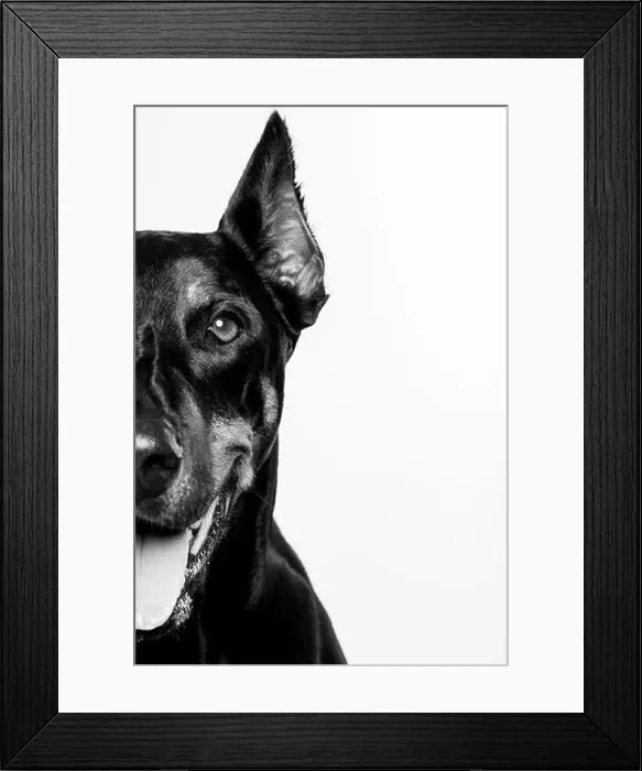 Framed Print : Adult female Doberman Pinscher Framed Print : Adult female Doberman Pinscher