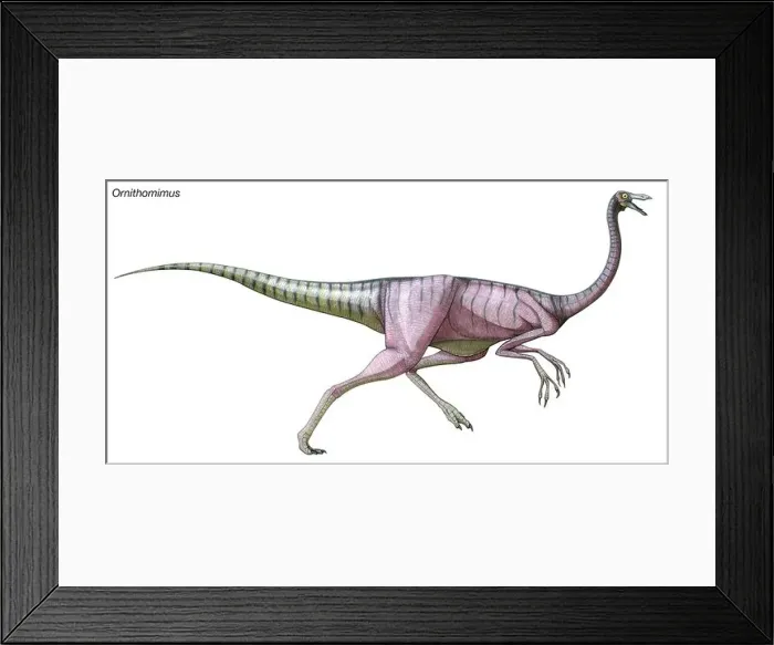 Framed Print : Ornithomimus, late Cretaceous dinosaur Framed Print : Ornithomimus, late Cretaceous dinosaur