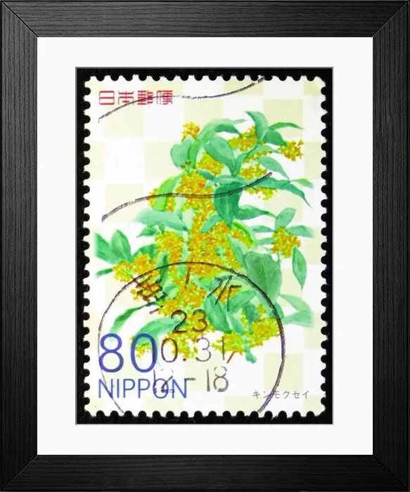 Framed Print : MOSCOW, RUSSIA - DECEMBER 25, 2022: Postage stamp printed in Japan shows Osmanthus fragrans var Framed Print : MOSCOW, RUSSIA - DECEMBER 25, 2022: Postage stamp printed in Japan shows Osmanthus fragrans var