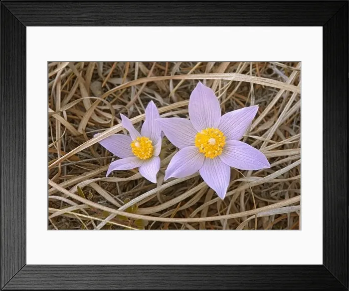 Framed Print : Canada, Manitoba, Mars Hill Wildlife Management Area. Close-up of prairie crocus flowers