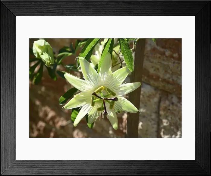 Framed Print : Passionsblume, Passiflora, caerulea ist eine Kletter- und Heilpflanze mit schoenen blauen Blueten Framed Print : Passionsblume, Passiflora, caerulea ist eine Kletter- und Heilpflanze mit schoenen blauen Blueten