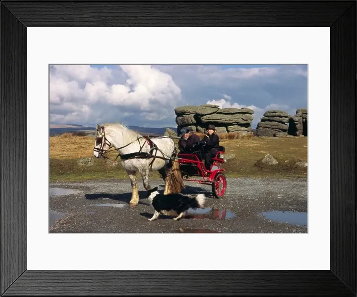 Framed Print : Pony and Trap at Combestone Tor with Johnny Arden instructing a pupil Framed Print : Pony and Trap at Combestone Tor with Johnny Arden instructing a pupil