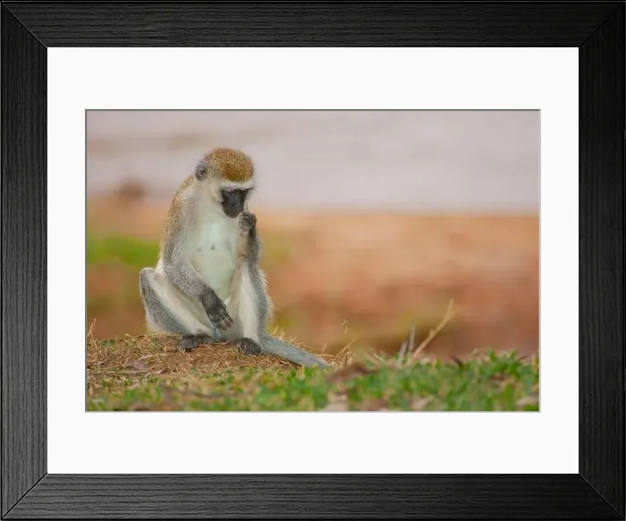 Framed Print : Female Vervet monkey Framed Print : Female Vervet monkey
