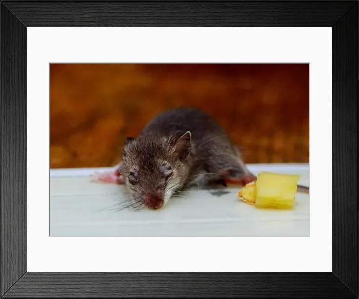 Framed Print : Dead mouse killed in a mouse clue tray trap on wooden floor in home Framed Print : Dead mouse killed in a mouse clue tray trap on wooden floor in home