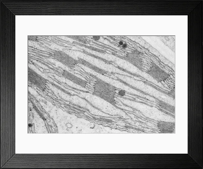 Framed Print : Chloroplast Grana TEM Framed Print : Chloroplast Grana TEM