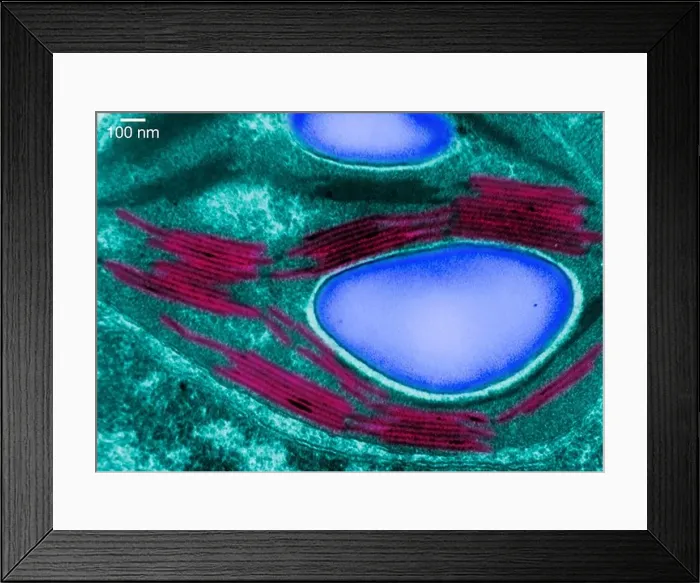 Framed Print : Transmission electron micrograph of a chloroplast Framed Print : Transmission electron micrograph of a chloroplast