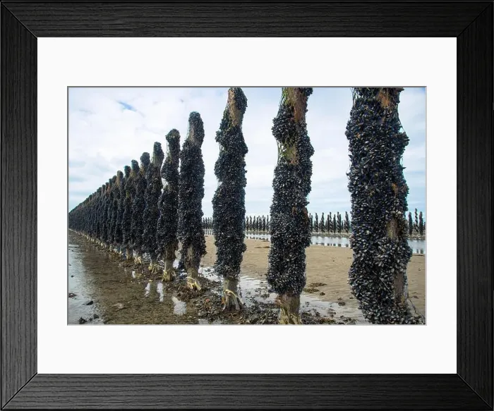 Framed Print : growing mussels in the sea on rope and poles at France coast in Normandy Framed Print : growing mussels in the sea on rope and poles at France coast in Normandy