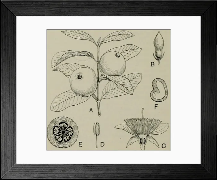 Framed Print : The classification of flowering plants Framed Print : The classification of flowering plants