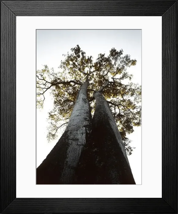 Framed Print : Tall Keraro (aningeria adolfi-fredichii) trees of Ethiopia Framed Print : Tall Keraro (aningeria adolfi-fredichii) trees of Ethiopia