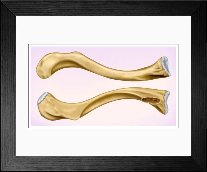 Framed Print : Illustration Front and side view of the human clavicle, located in the upper anterior part of the thorax Framed Print : Illustration Front and side view of the human clavicle, located in the upper anterior part of the thorax