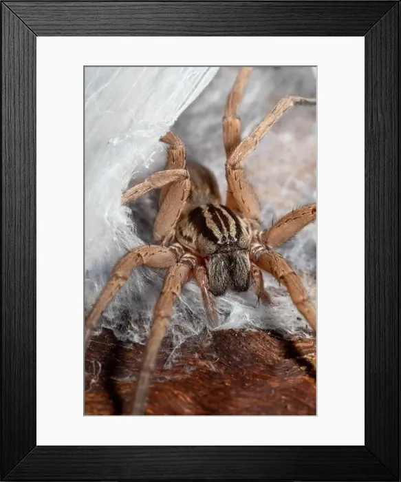Framed Print : Miturga species, known as prowling spiders Framed Print : Miturga species, known as prowling spiders