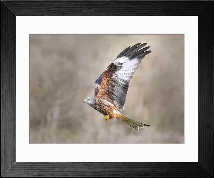 Framed Print : portrait of a red kite Framed Print : portrait of a red kite