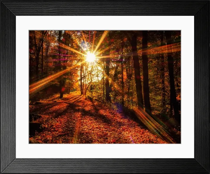 Framed Print : Beautiful fall sunlight on red autumn leaves in the woods Framed Print : Beautiful fall sunlight on red autumn leaves in the woods