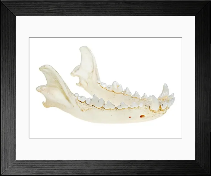 Framed Print : Dog skull mandible, lower jaw showing teeth Framed Print : Dog skull mandible, lower jaw showing teeth
