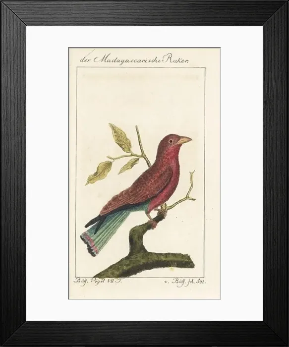 Framed Print : Madagascar broad-billed roller or cinnamon roller Framed Print : Madagascar broad-billed roller or cinnamon roller