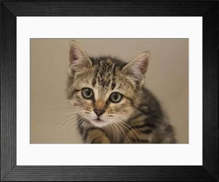 Framed Print : brown tabby kitten Framed Print : brown tabby kitten